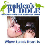 Please Support Walden’s Puddle